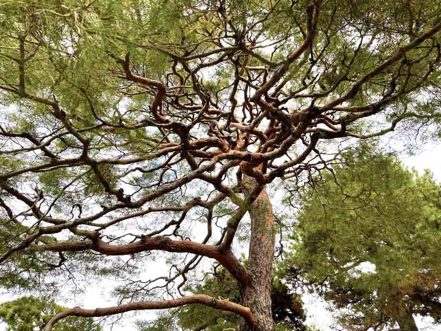 京都御所の松の木