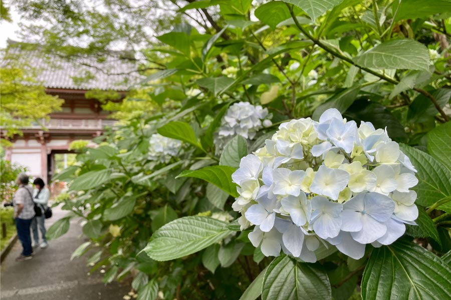 のせでん平日ハイキング6月14日（火）開催。古道を辿って名所旧跡を探訪 余野街道から久安寺・吉田街道コース