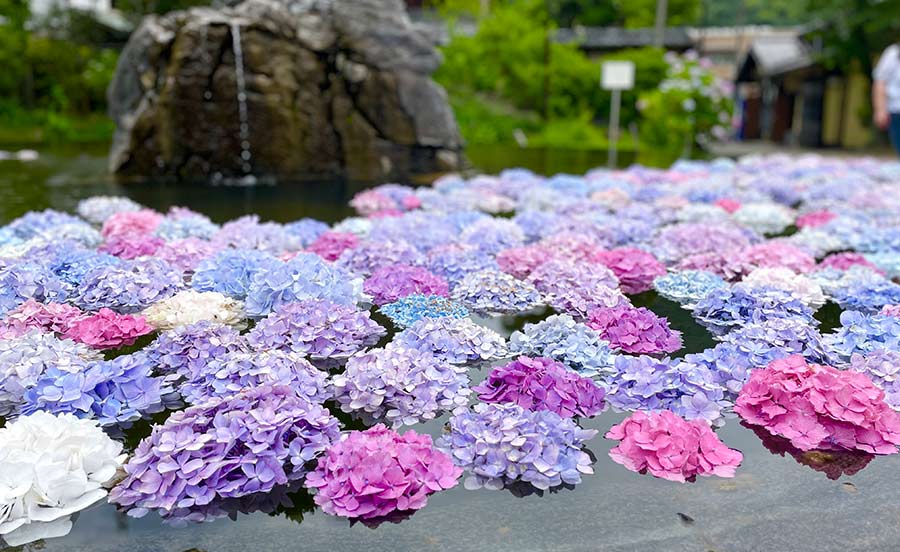 池に浮かんだ久安寺のあじさい