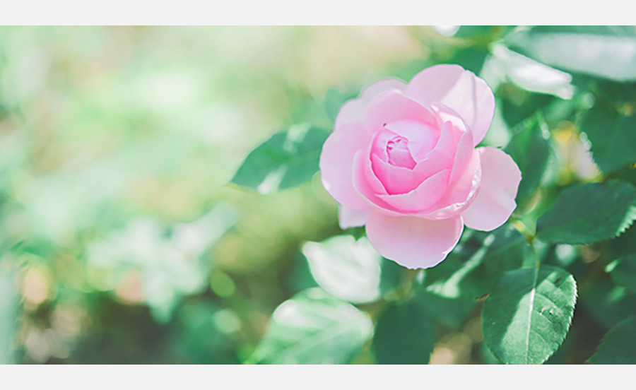 六甲山上で、まもなくバラが見頃に ROKKO 森の音ミュージアム「SIKIガーデン～音の散策路～」