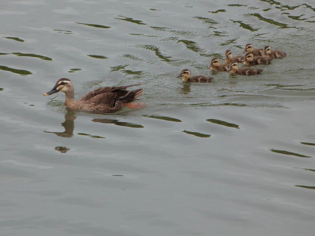 親ガモの後ろをついていく