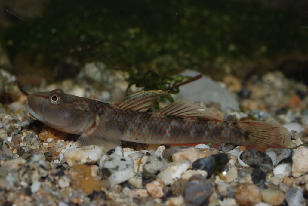 川床にくっつく魚