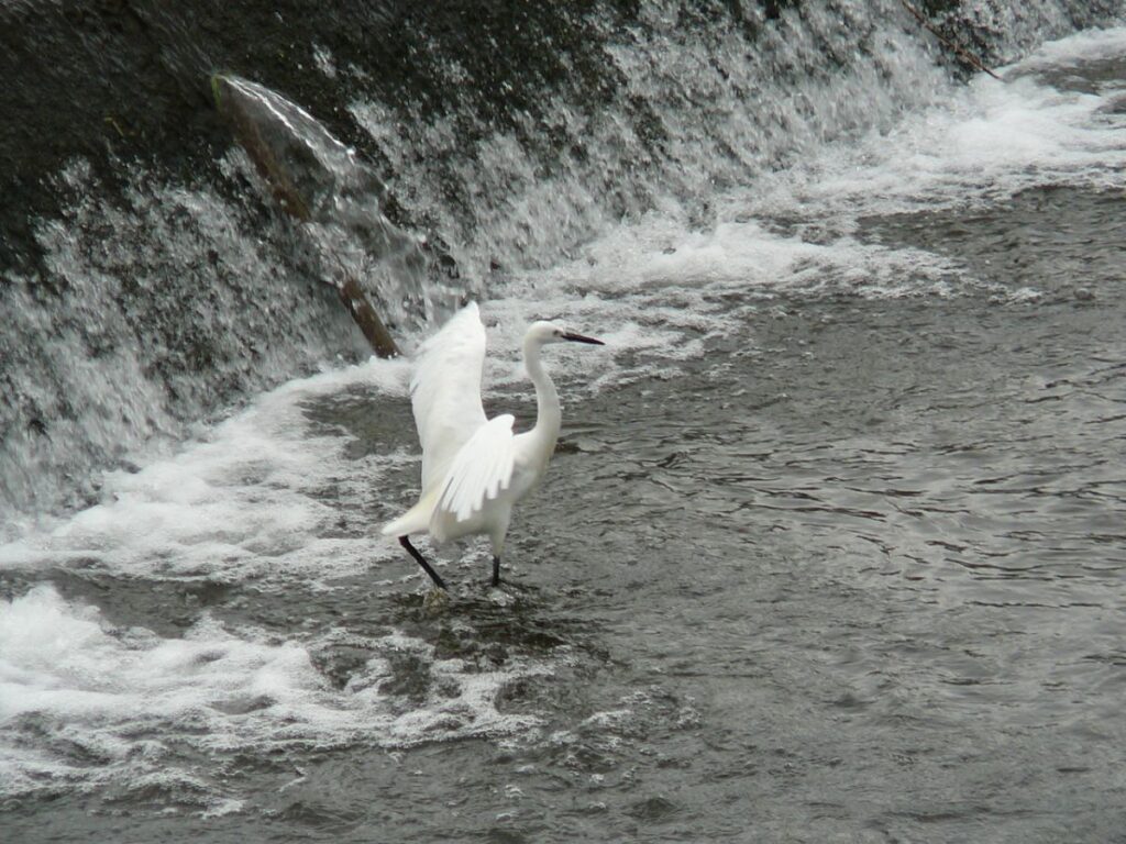 川で羽を広げるコサギ