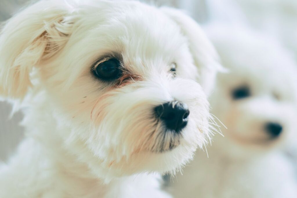 横向きのマルチーズ