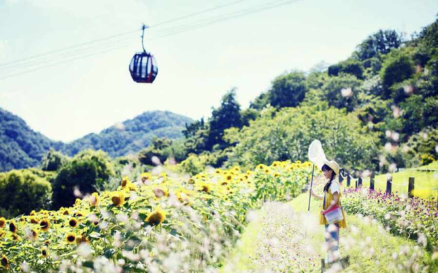 ひまわり畑に、夜はイルミネーションも！神戸の山上リゾートで、夏イベントが7月16日（土）からスタート