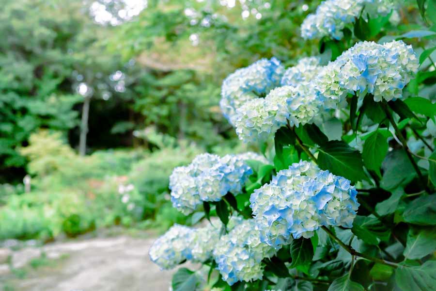 六甲山に咲くアジサイ