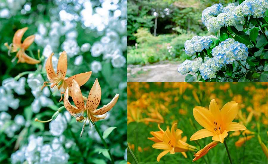 神戸の避暑地・六甲山上で初夏の花が見頃に。アジサイ、ユリ、ニッコウキスゲなど