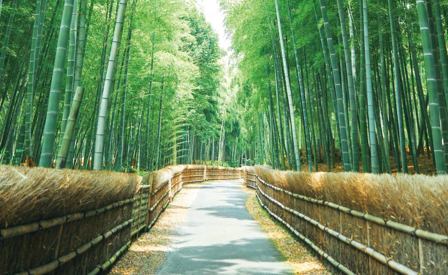 京都・洛西の里を訪ねる。市制50周年を迎える古都へ【TOKK2022年9月号】