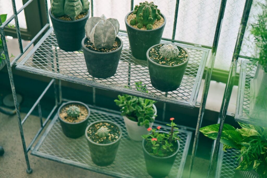 2段ラックに並ぶ多肉植物