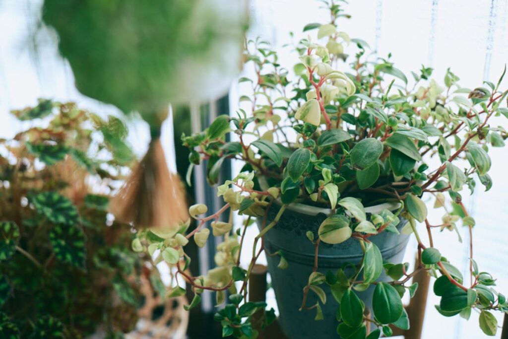 窓辺のグリーン