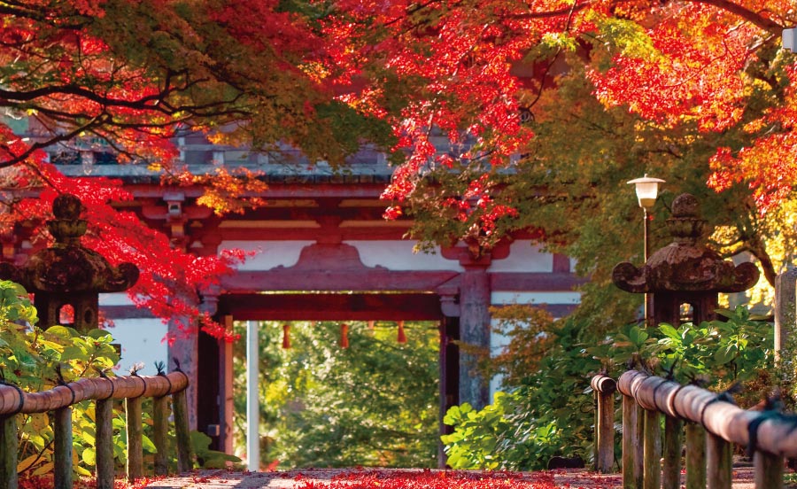 風情と品格の紅葉。歴史が誘う、京都・大阪・神戸の紅葉名所へ【TOKK2022年11月号】