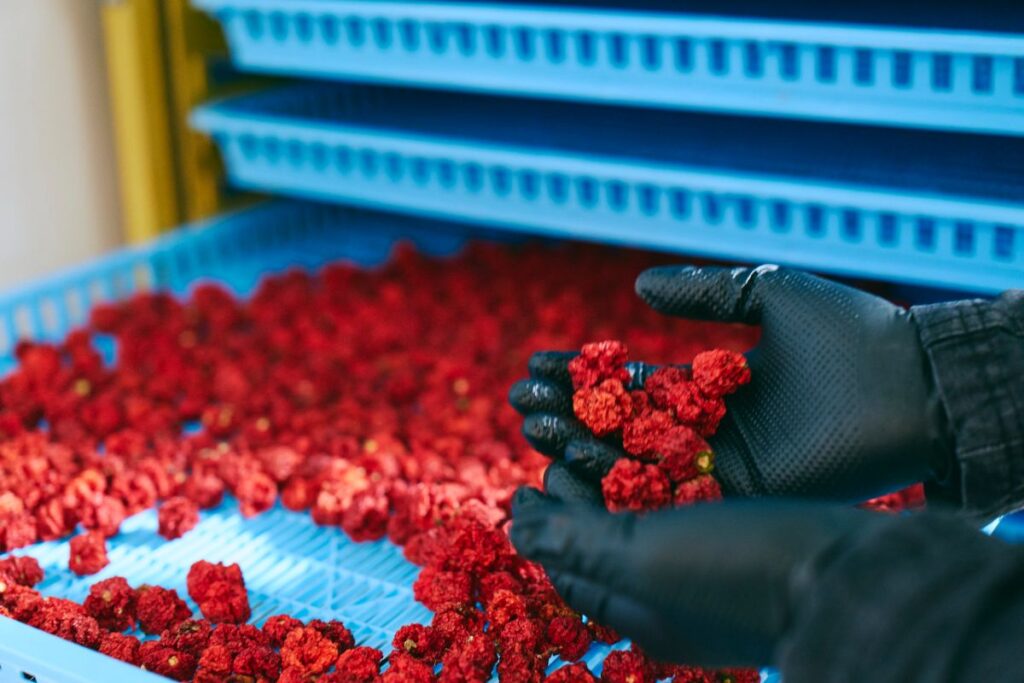 乾燥した唐辛子を手にもつ人