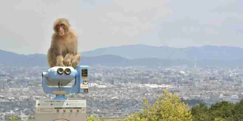いわたやまモンキーパークの望遠鏡と猿