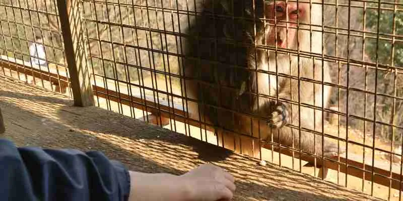 いわたやまモンキーパークの猿のエサやりの様子