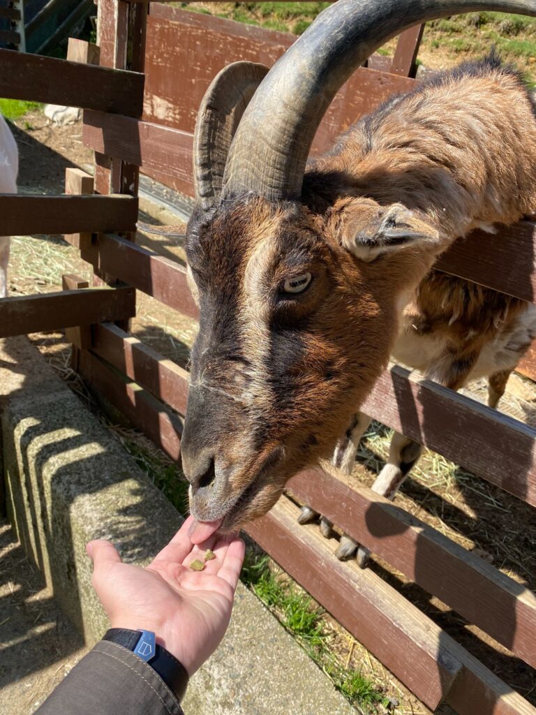 エサやりもできるヤギ