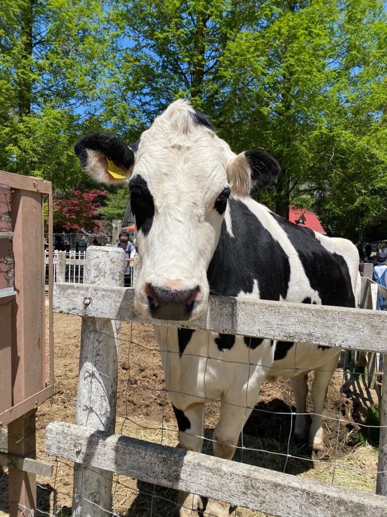 六甲山牧場の人気者・ランボルギーニ