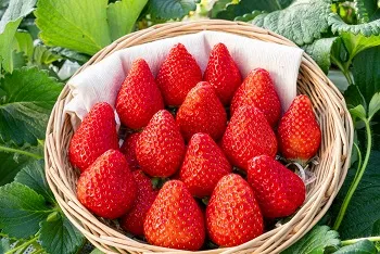 千葉県アンテナショップが大阪に初進出！「阪急大阪梅田駅」に期間限定でオープン