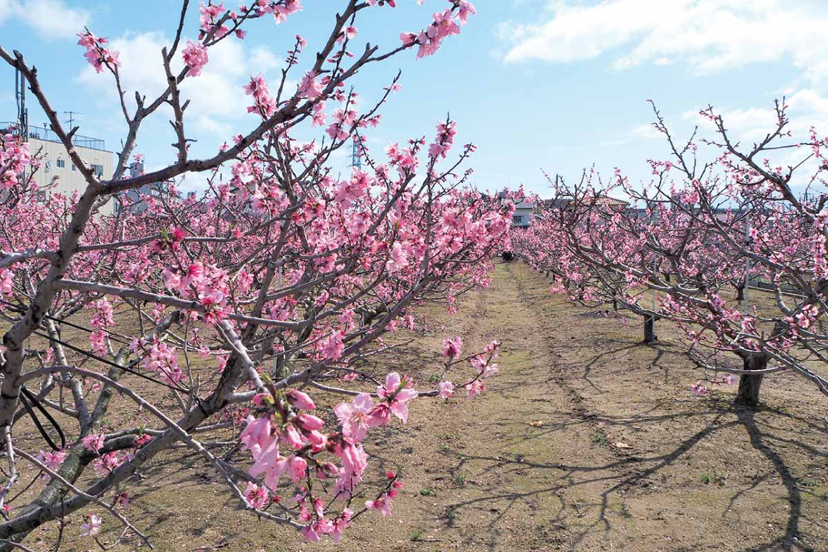 のせでん第1木曜ハイキング4月6日（木）開催。桃源郷から清酒発祥の地を巡る「加茂の桃源郷・鴻池・お酒の白雪コース」