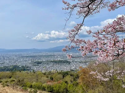 大文字山火床から見る桜と京都市内の風景