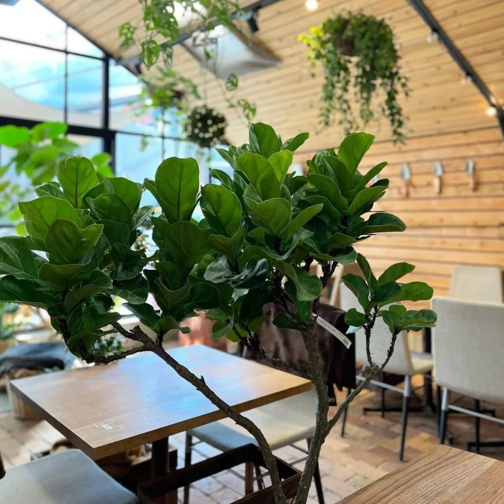 茨木市のファーマーズキッチンの内観