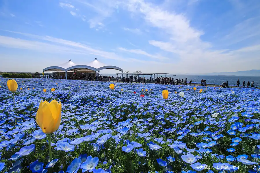 【2024年最新】4月から5月が見頃！関西(京都・大阪・神戸周辺)の花名所・スポット16選