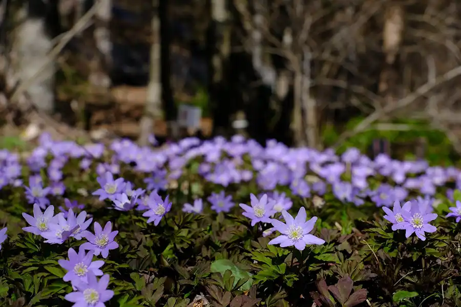 六甲高山植物園のキクザキイチゲ