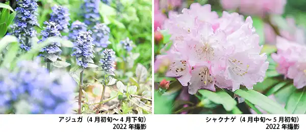 ＲＯＫＫＯ森の音ミュージアム内SIKIガーデン～音の散策路～の花