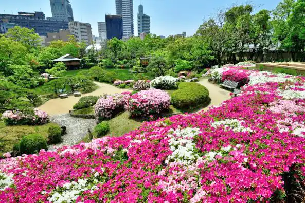 相楽園のツツジ