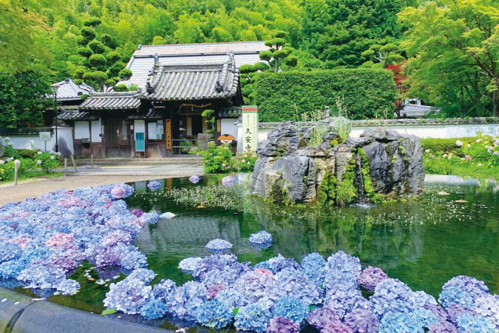 池田、久安寺のアジサイ