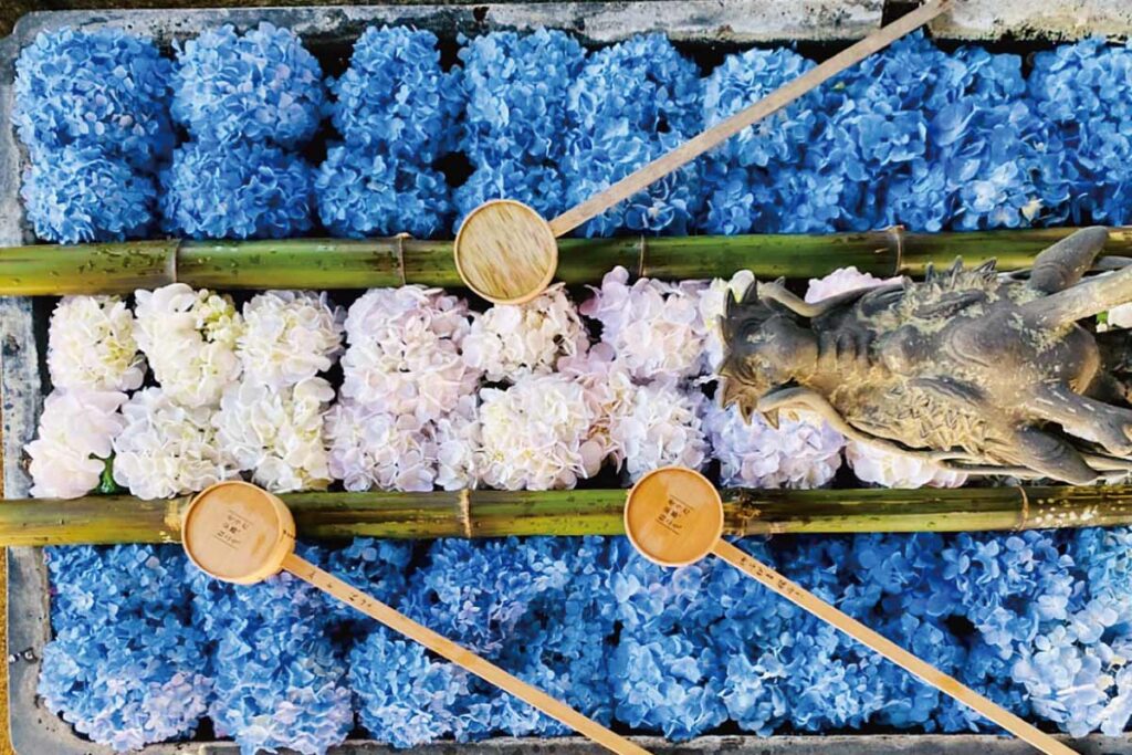 柳谷観音の花手水アジサイ