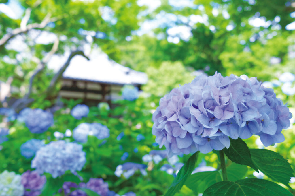 祥雲山 頼光寺のアジサイ