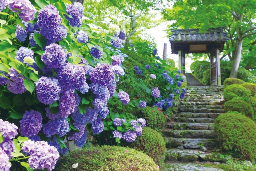 善峯寺のアジサイ
