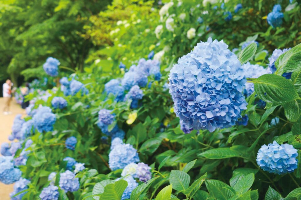 神戸市立森林植物園のアジサイ