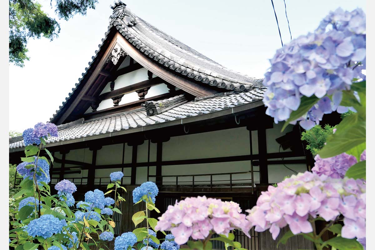 のせでん平日ハイキング6月13日（火）開催！咲き始めたアジサイを目指してウオーキング