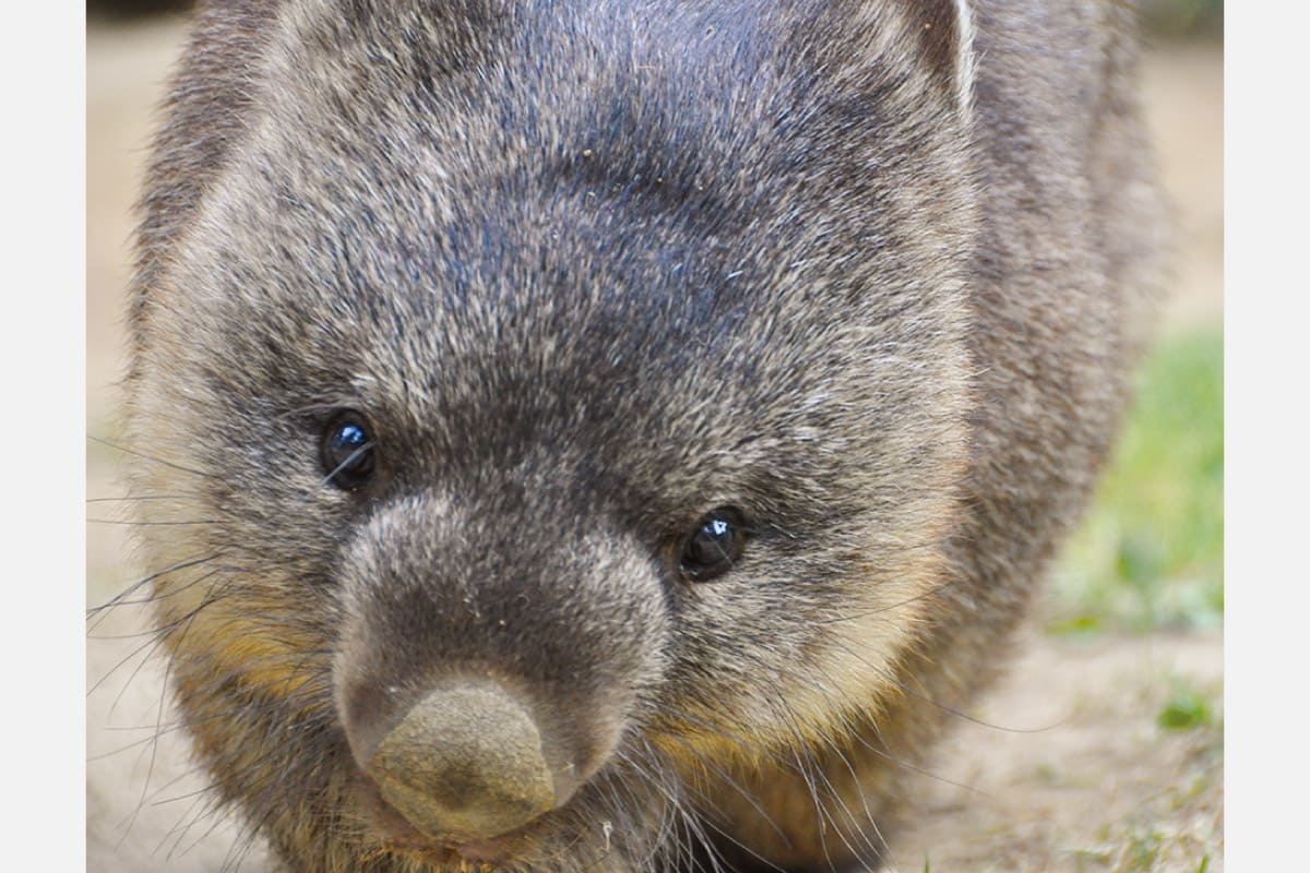 苔テラリウムづくりに挑戦！ 阪急沿線観光あるき（池田市）五月山コース 10月12日（木）開催