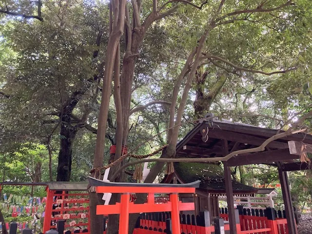 下鴨神社　相生社、連理の賢木