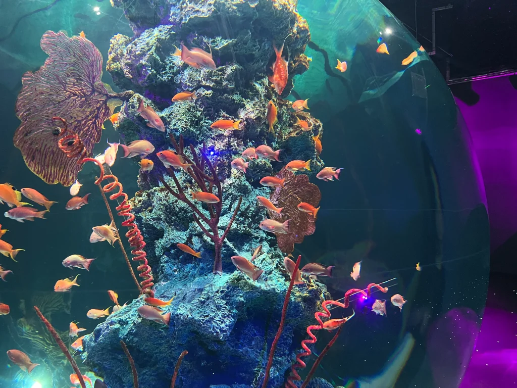 átoa（アトア）水槽