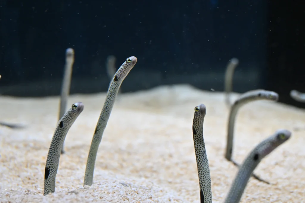 átoa(アトア)「MARINE NOTE 生命のゆらぎ」チンアナゴ