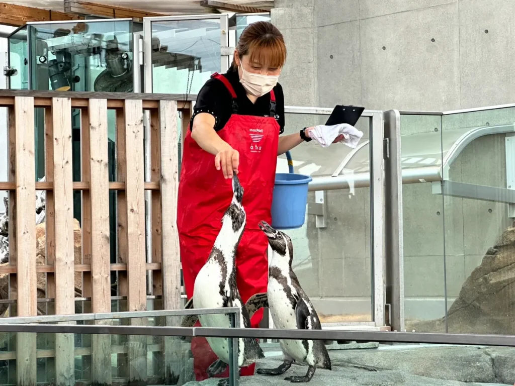 ※要クレジット átoa(アトア) フンボルトペンギンへの餌やり「フィーディングタイム」