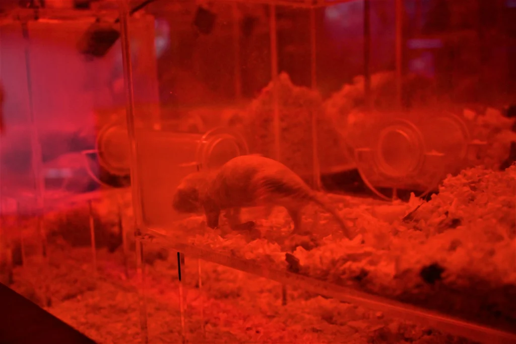 átoa(アトア)「ELEMENTS 精霊の森」ハダカデバネズミ