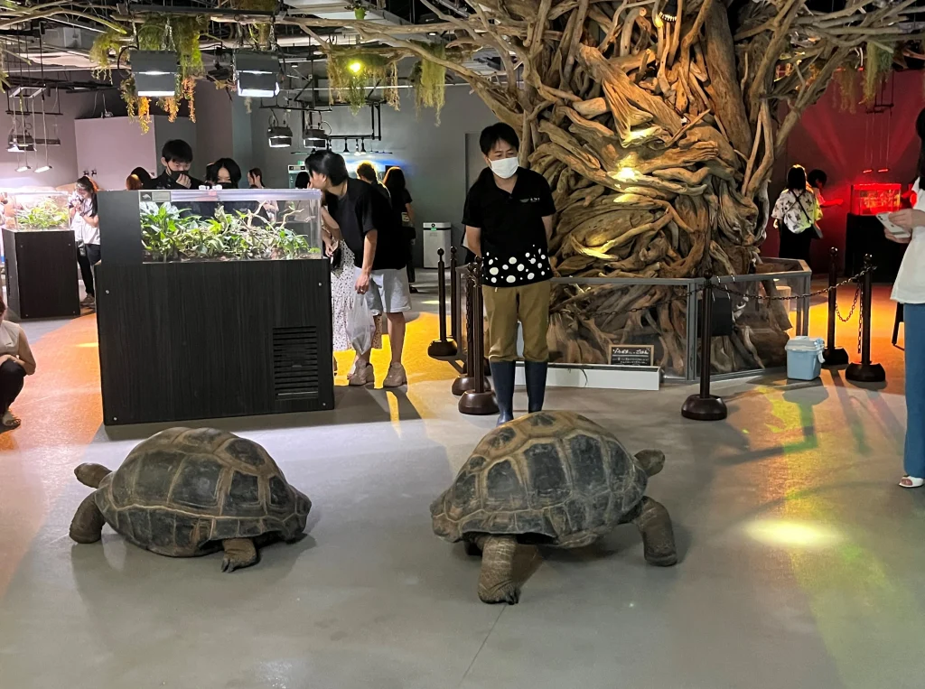 átoa(アトア)「ELEMENTS 精霊の森」アルダブラゾウガメ