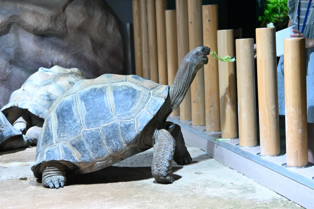 átoa(アトア)ゾウガメの餌やり