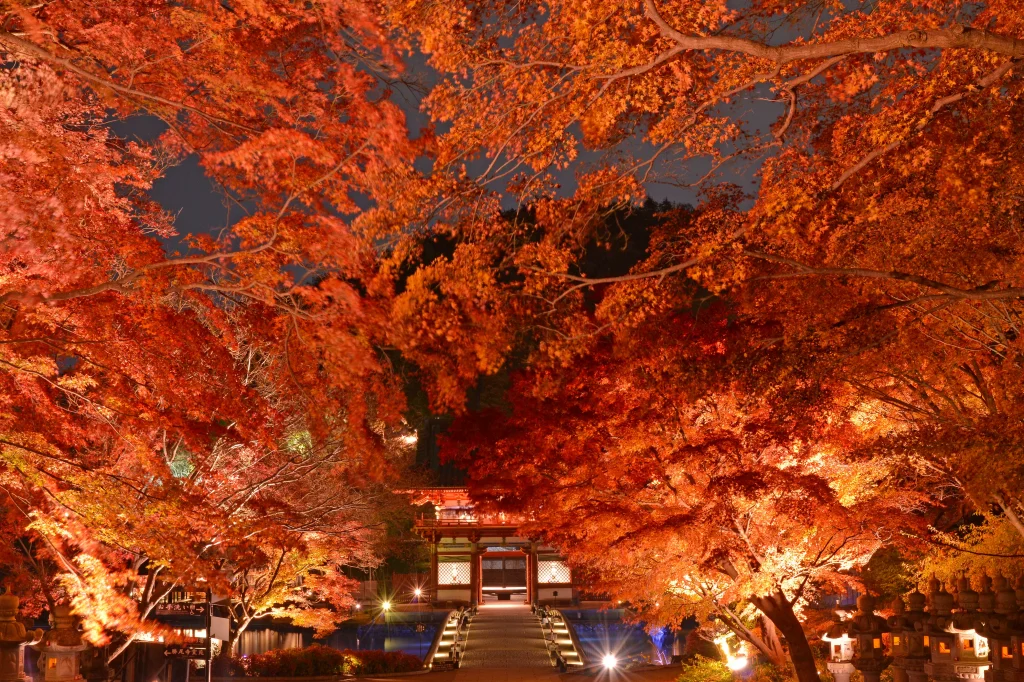 勝尾寺　紅葉ライトアップ
