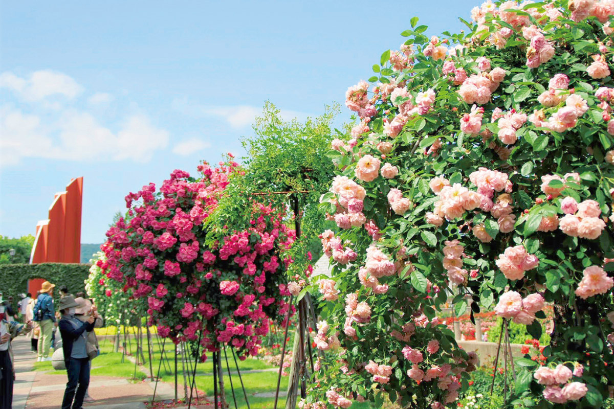 のせでん第1木曜ハイキング、旧陸軍専用線軌道跡・荒牧バラ公園・あいあいパークを巡る街歩き。10月5日（木）開催