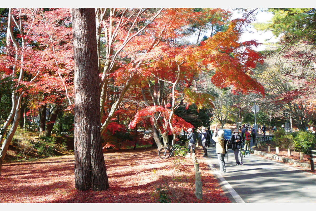 阪急沿線紅葉巡り（2）関西テレビ 関純子アナとみんなでゴーゴー体操！ 「布引の滝から再度公園・大師道コース」11月29日（水）開催