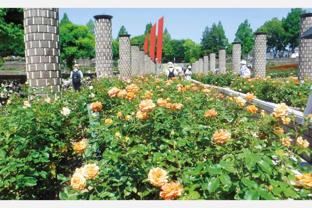 阪急沿線 秋の花巡りウオーキング開催！ 荒牧バラ公園から武庫川沿いのコスモス園へ。11月5日（日）