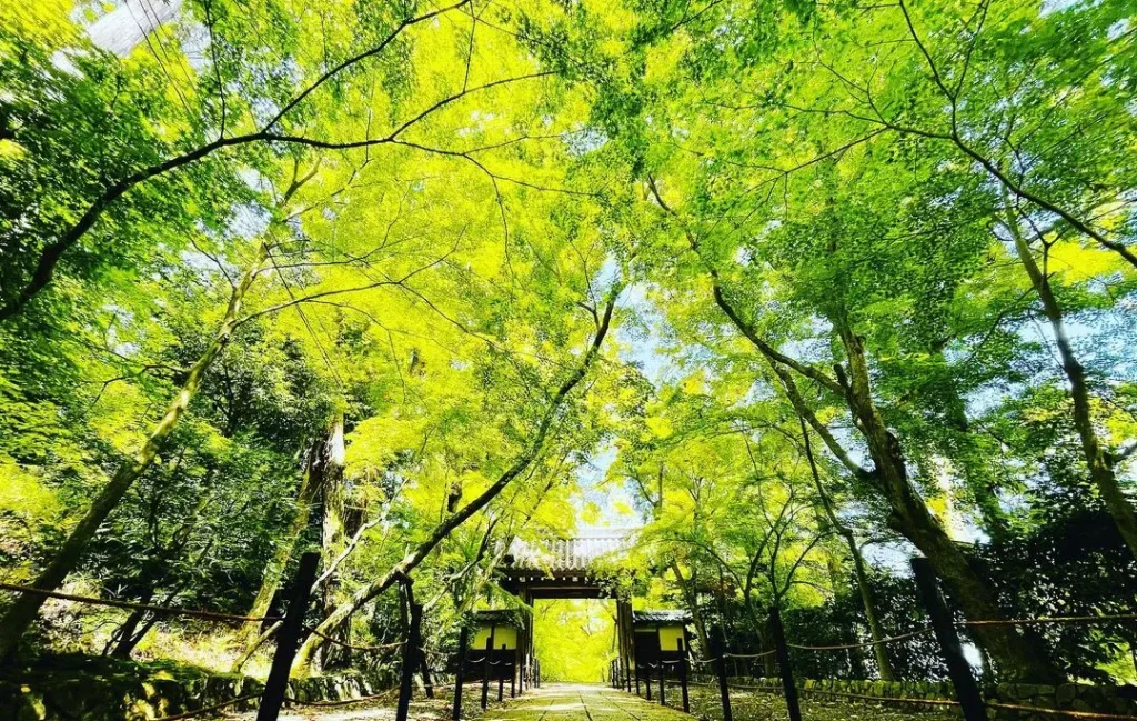 光明寺　青もみじ