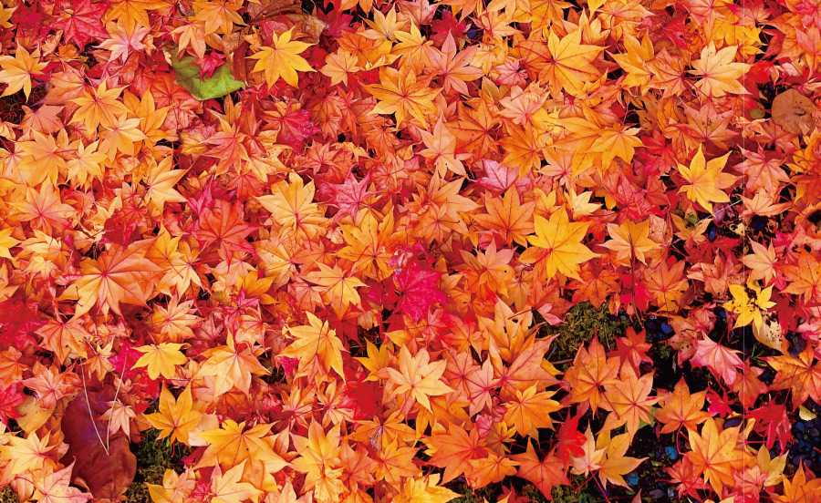 なぜ紅葉する？日本の紅葉は世界一美しい？科学で紐解く紅葉【TOKK2023年11月号】