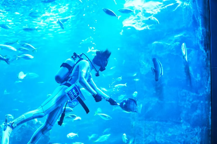 京都水族館の大水槽_ごはんの時間
