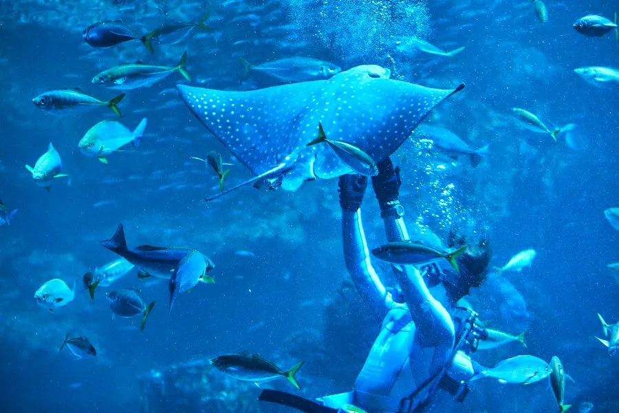 【京都水族館】京都の人気者！国の特別天然記念物オオサンショウウオに会いに行ってきた